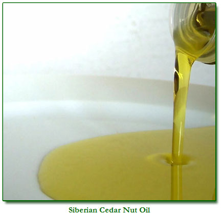 Siberian Cedar Nut Oil