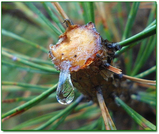 Siberian Cedar Resin