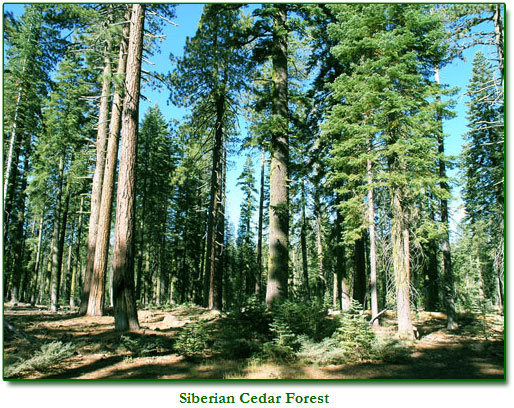 Siberian Cedar Forest