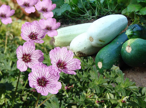 vegetables and flowers