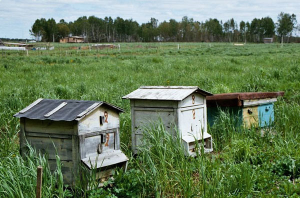 Vladimir Megre. Kin's settlement