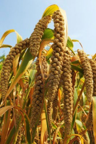 cover crops. millet