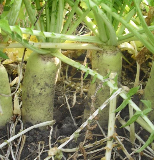 cover crops. radish