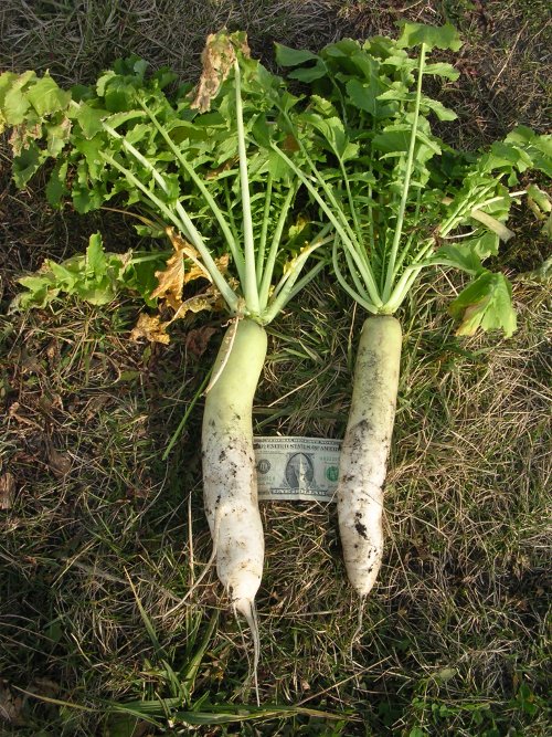 cover crops. radish