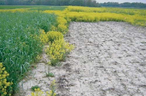 cover crops. radish