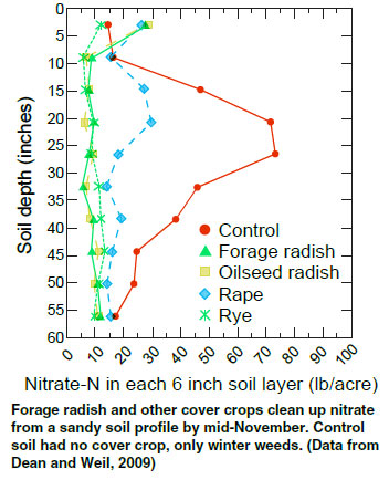 cover crops. radish