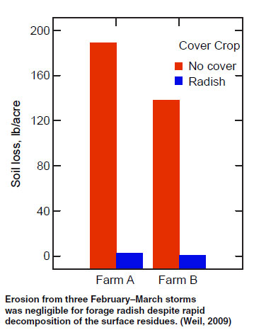 cover crops. radish