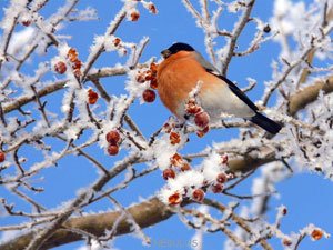 Russian Winter