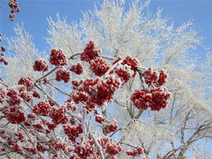 Russian Winter