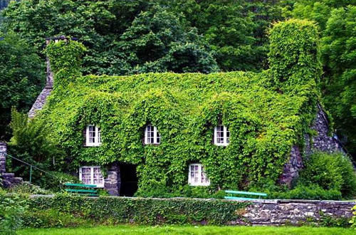 ringing cedars. living walls