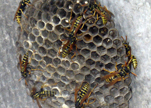 wasps nest
