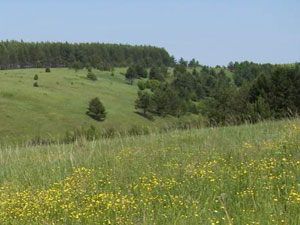 Kin's Settlement Solnechnoe