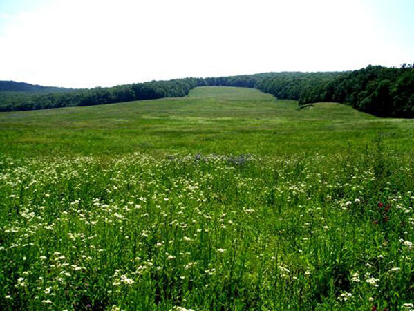 Ringing Cedars Domain Schastlivoe