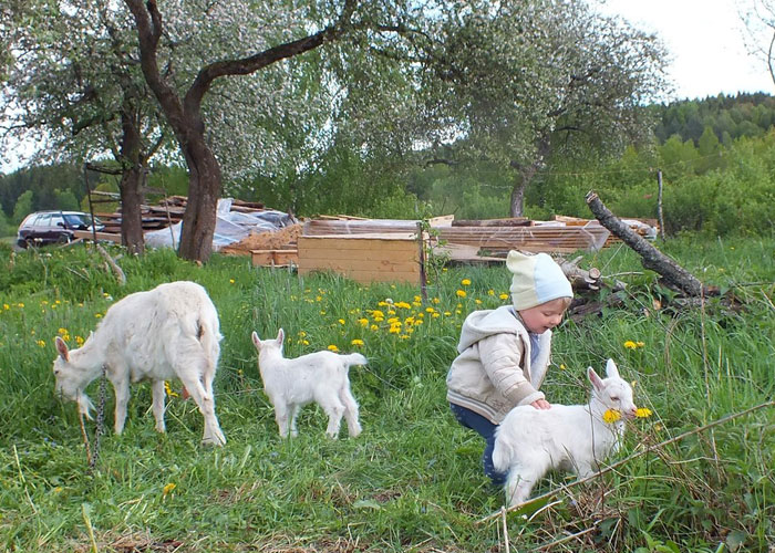 ringing cedars. living in kin's settlement