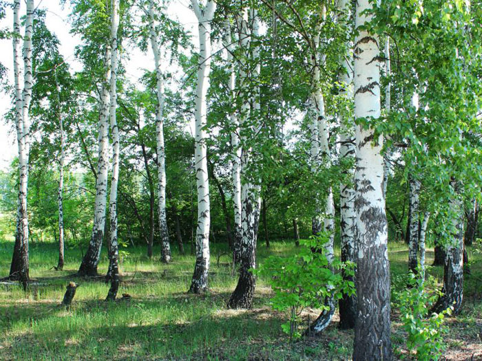 Russia. ringing cedars of Russia