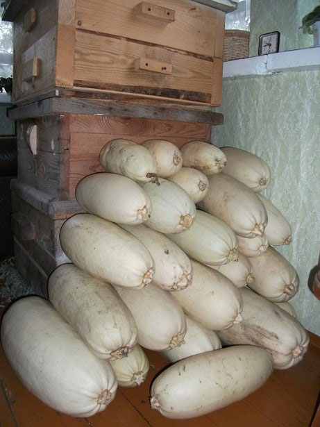 ringing cedars. russian family