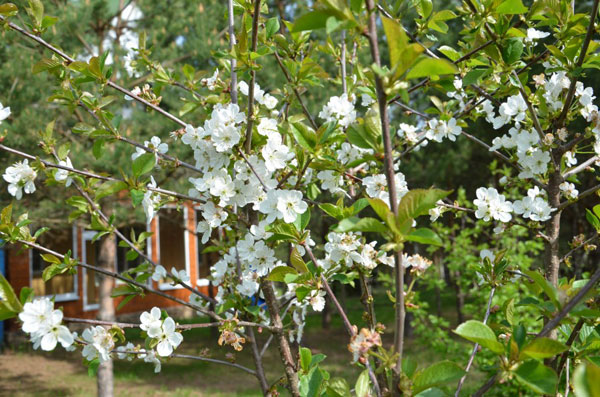 ringing cedars. living in kin's settlement