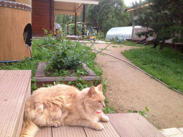 ringing cedars. living in kin's settlement