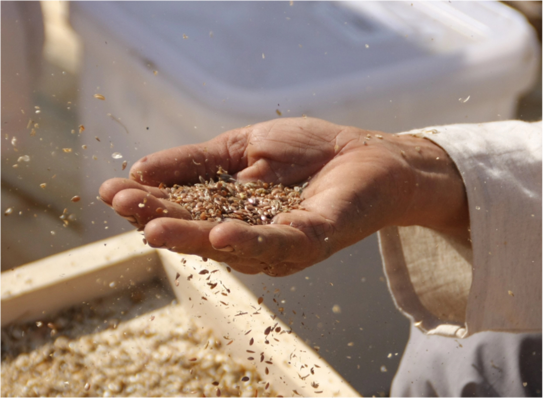 «Flax stories: from grain to loaf» sociocultural project of the Oriana kin’s settlement