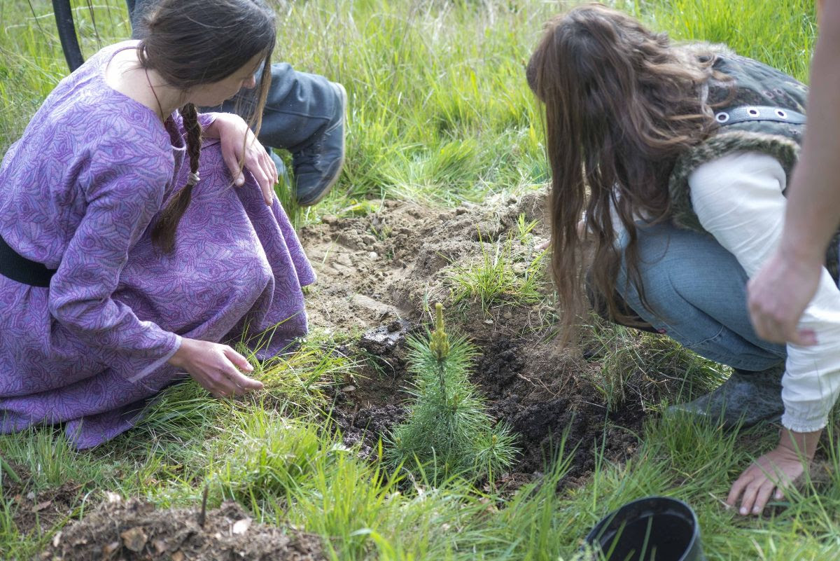 Residents are sure that there cannot be too many cedars in the territory