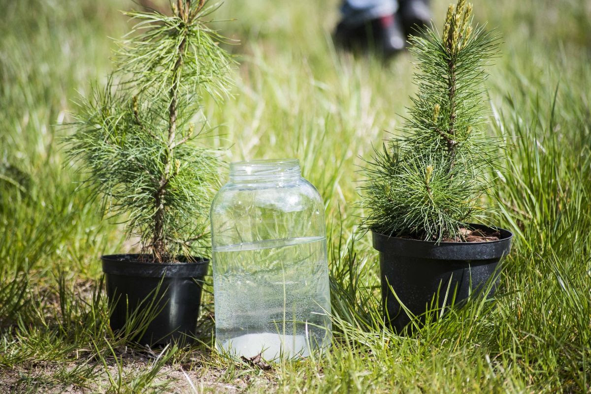 Planting cedars is one of the important traditions in this settlement