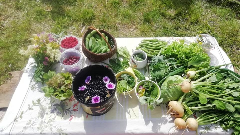 Vegetables and berries in kin's settlement Mauri