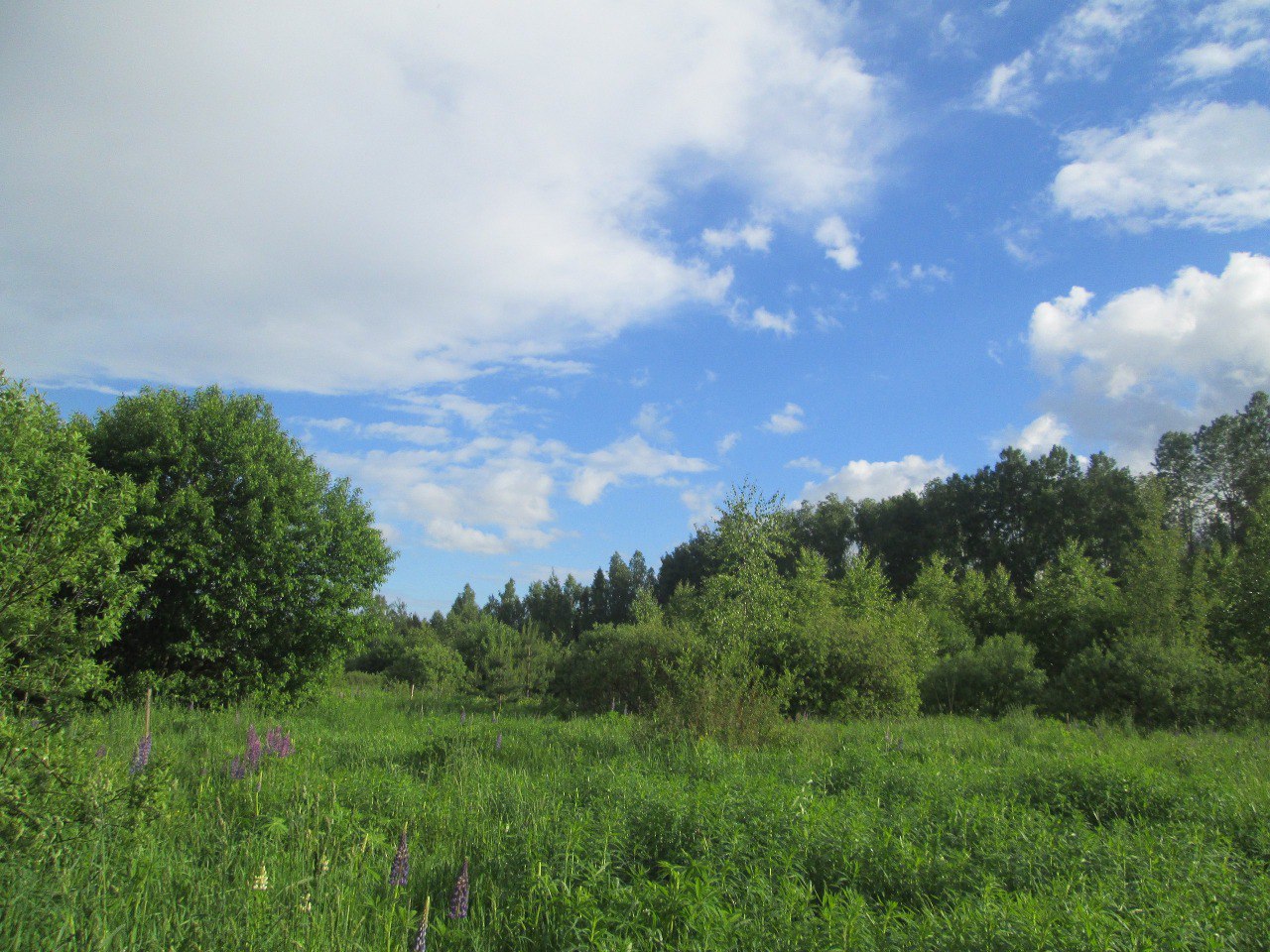 Nature of kin's Settlement «Mayskoye»