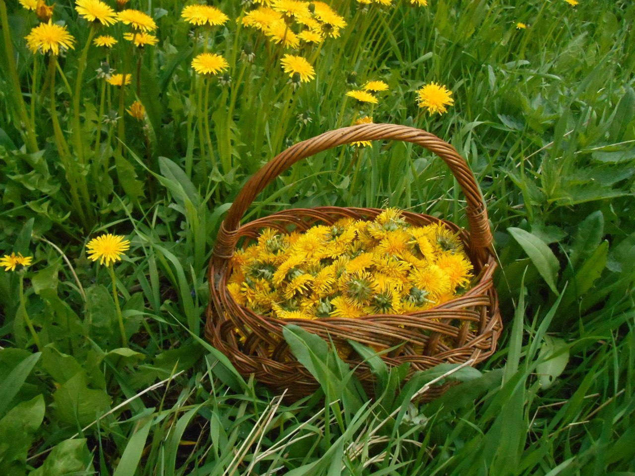 Dandelions in kin's Settlement «Mayskoye»