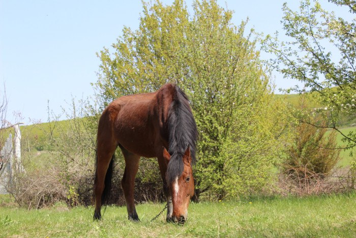 A horse in the settlement Schastlivoe