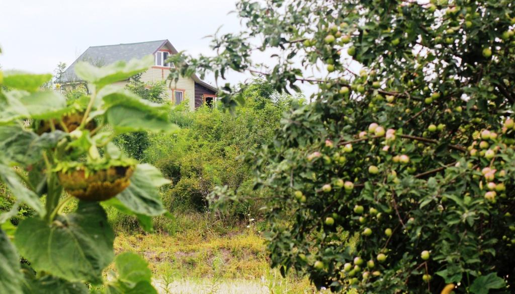 Beautiful plants growing on the territory of settlement Schastlivoe