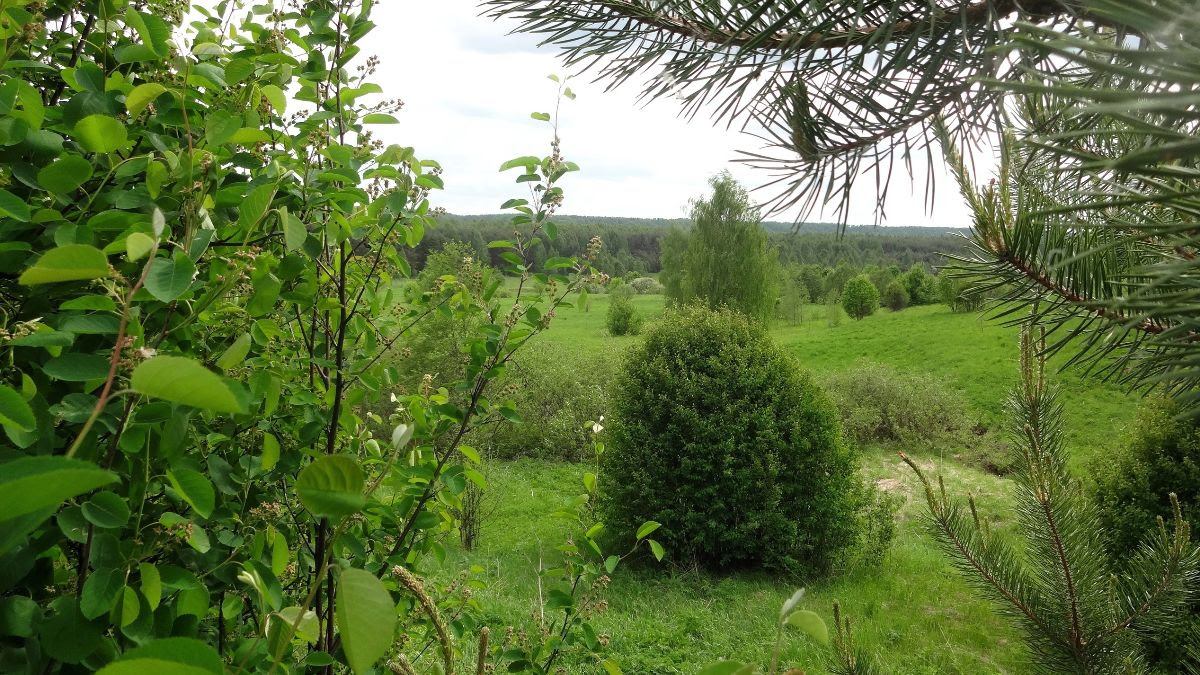 territory of the settlement, on the coast of the great Volga River