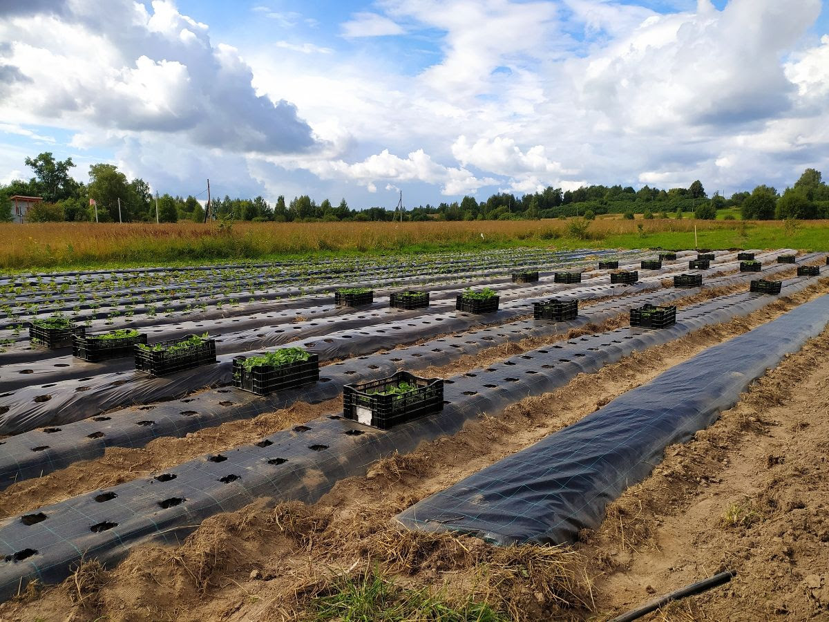 Light Hights plantings