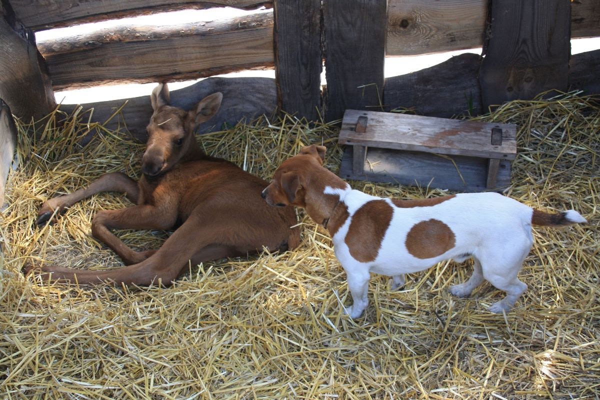 Animals in kin's settlement «SvetoRusie»