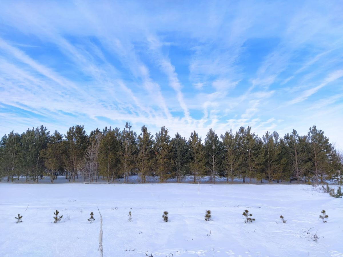 Sacred cedars rise into the clear sky