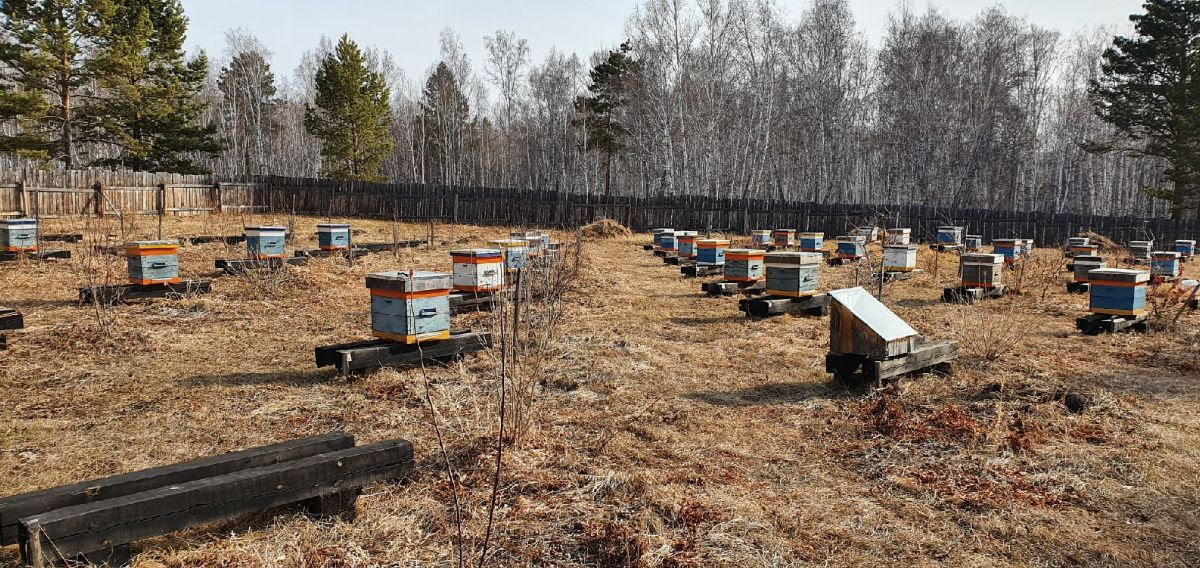 Apiary bees and honey in the kins settlement