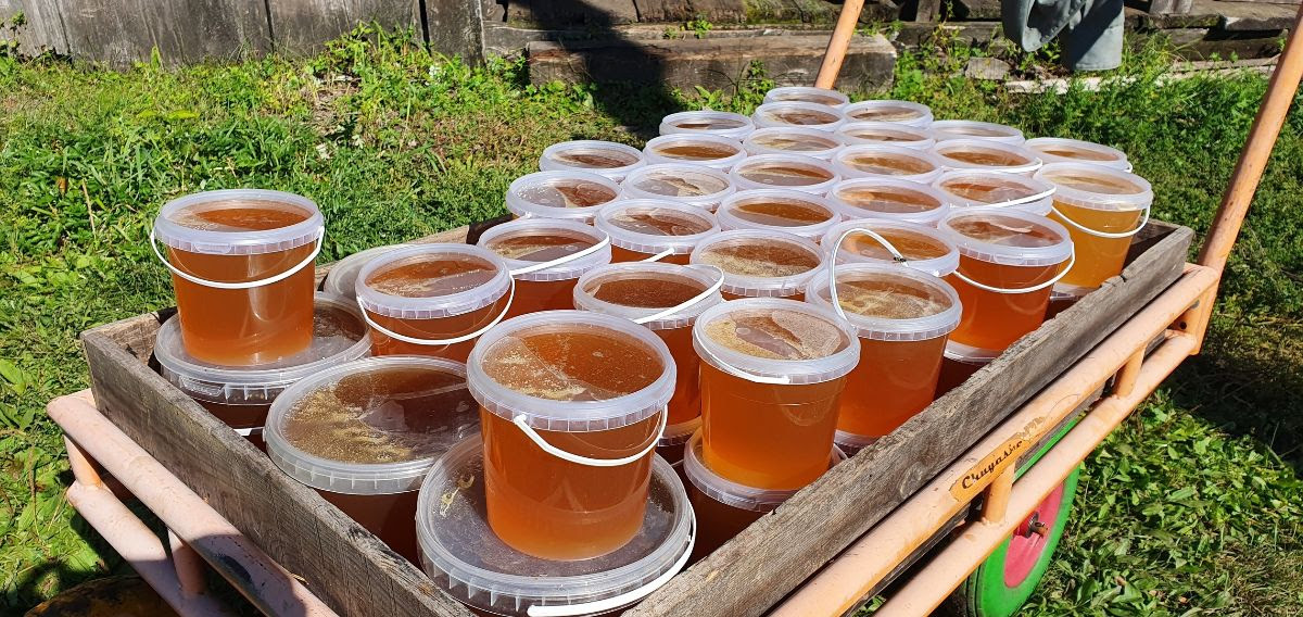 Apiary bees and honey in the kins settlement