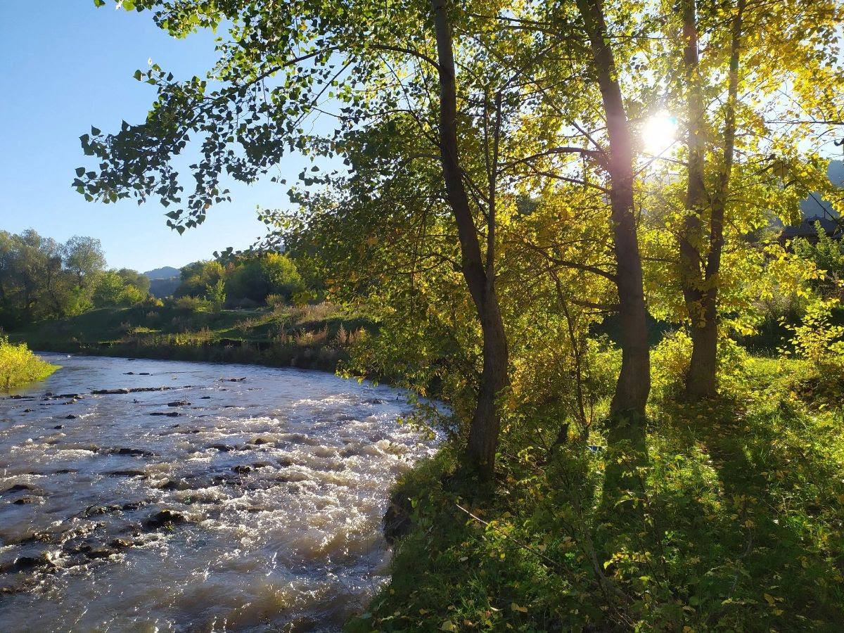 Why plant trees if Nature can do it herself?