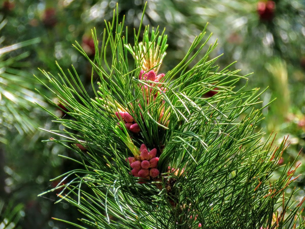 Blooming Cedar