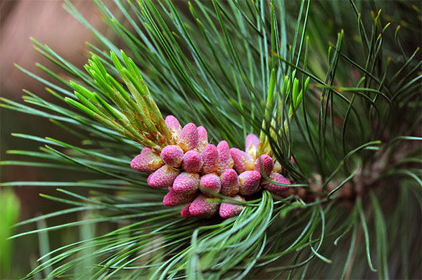 Blooming Cedar