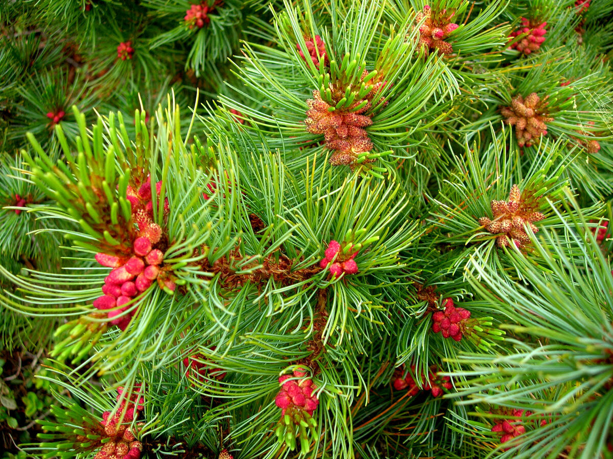 Blooming Cedar