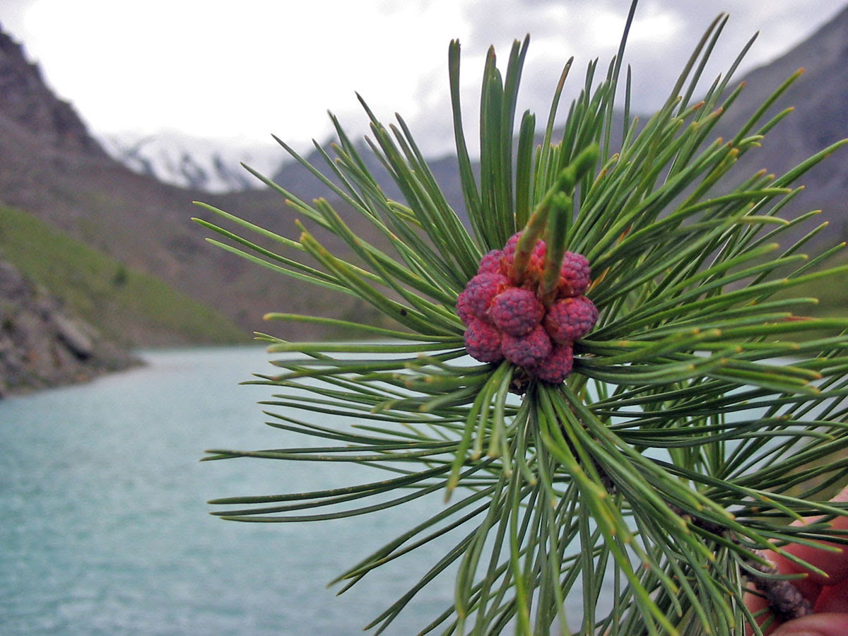 Blooming Cedar