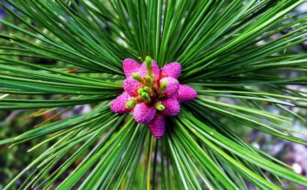 Blooming Cedar