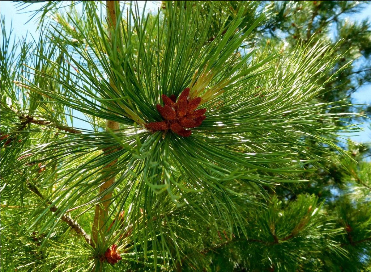 Blooming Cedar