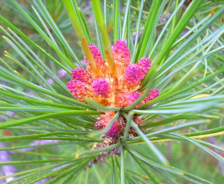 Blooming Cedar