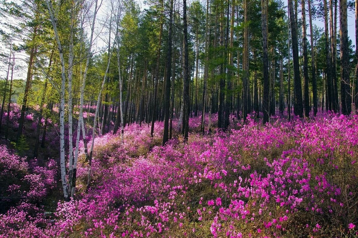 How does the taiga change in spring