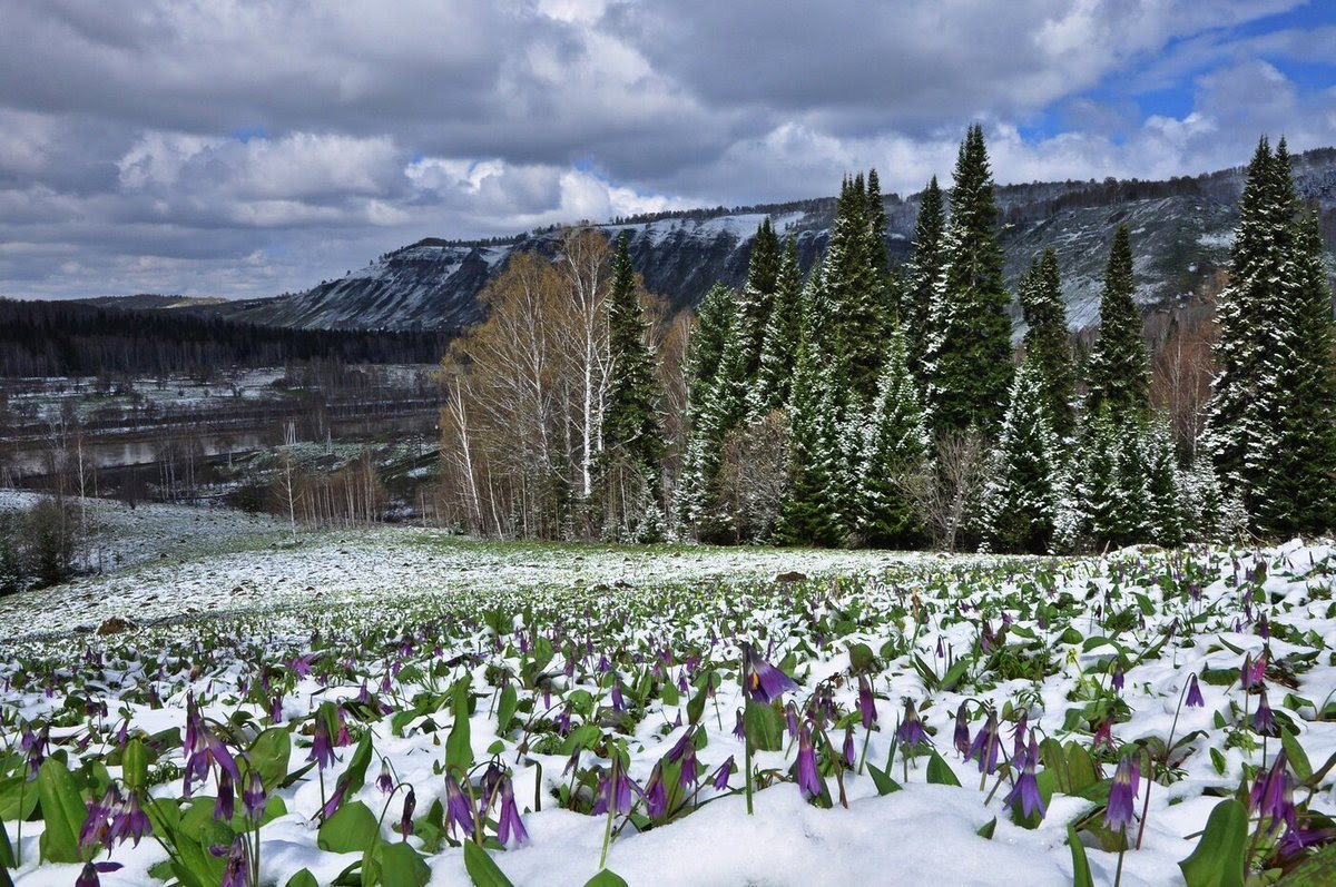 How does the taiga change in spring