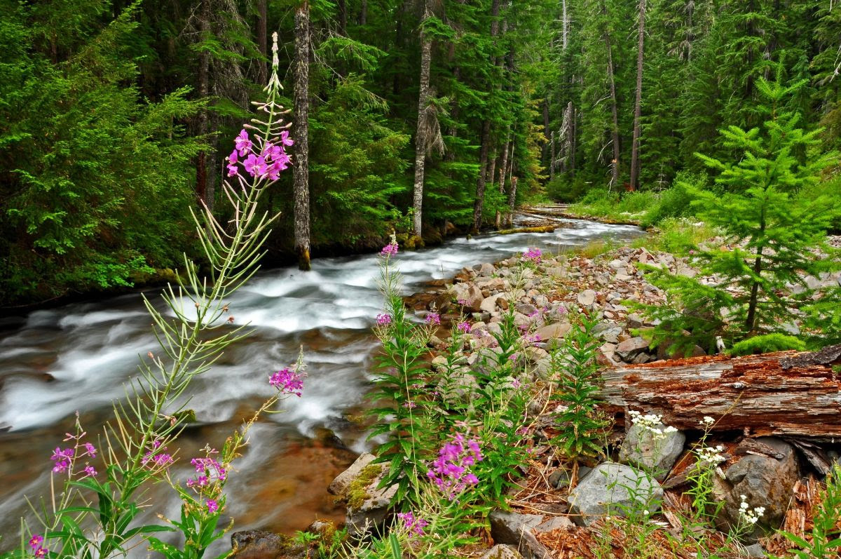 How does the taiga change in spring