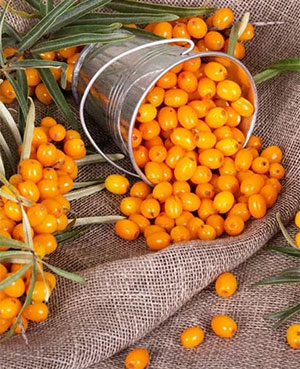 Sea Buckthorn berries