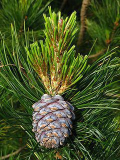 Siberian cedar cone