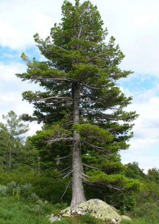 Siberian cedar